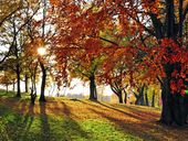 Goldene Herbstwochen
